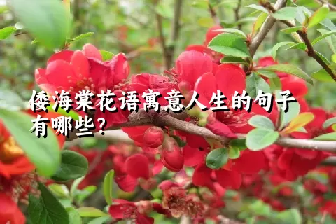 倭海棠花语寓意人生的句子有哪些？