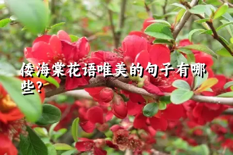 倭海棠花语唯美的句子有哪些？