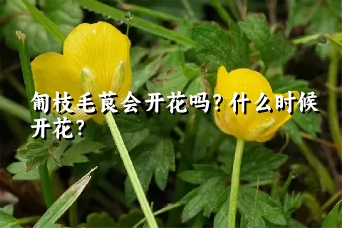 匍枝毛茛会开花吗？什么时候开花？