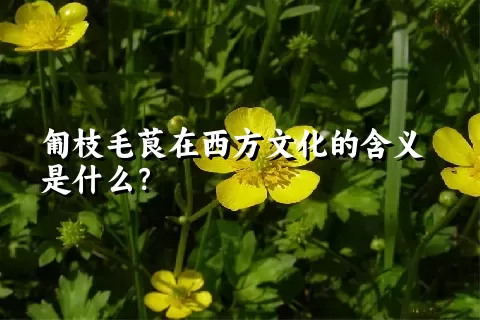 匍枝毛茛在西方文化的含义是什么？