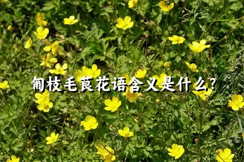 匍枝毛茛花语含义是什么？