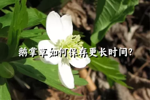 鹅掌草如何保存更长时间？