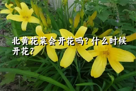 北黄花菜会开花吗？什么时候开花？