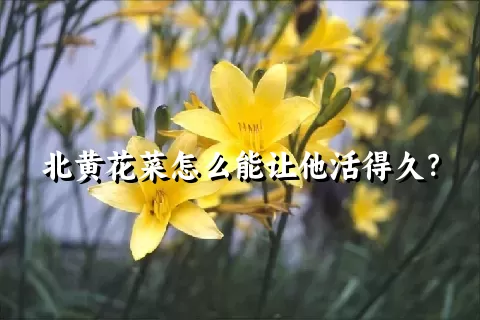 北黄花菜怎么能让他活得久？