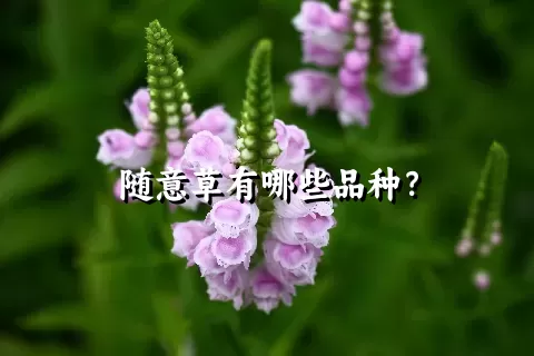 随意草有哪些品种？