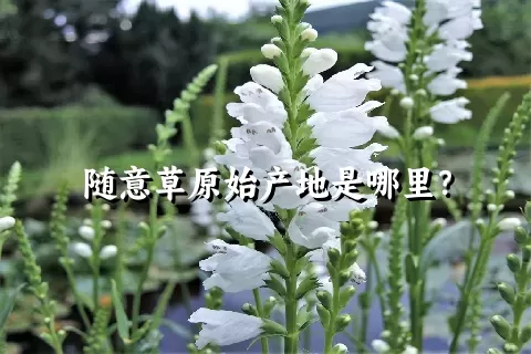 随意草原始产地是哪里？