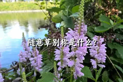 随意草别称是什么？