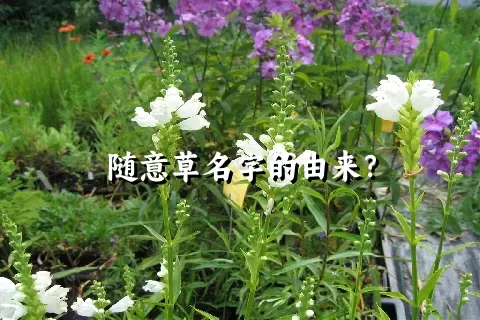 随意草名字的由来？