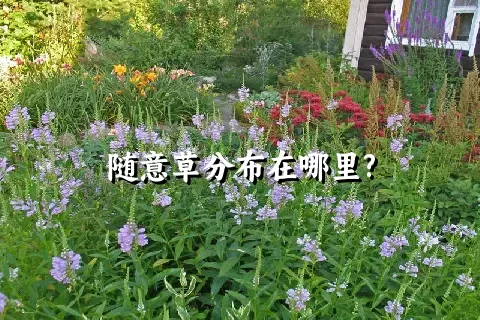 随意草分布在哪里?