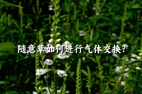 随意草如何进行气体交换？
