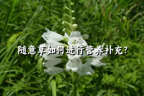 随意草如何进行营养补充？