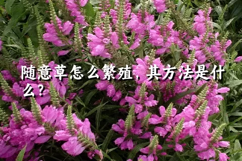 随意草怎么繁殖，其方法是什么？