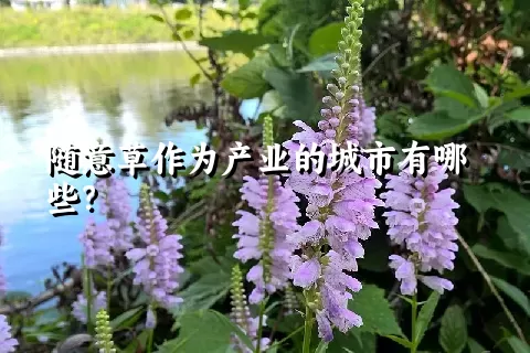 随意草作为产业的城市有哪些？