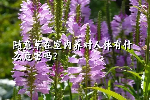 随意草在室内养对人体有什么危害吗？