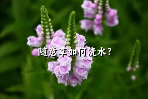 随意草如何浇水？