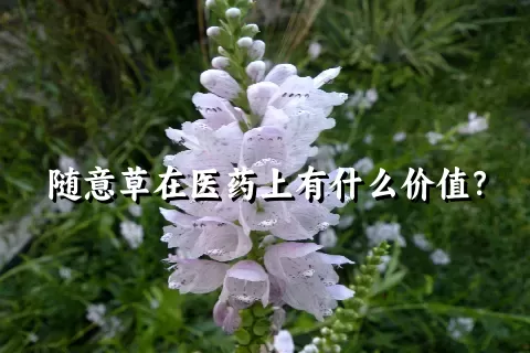 随意草在医药上有什么价值？