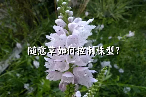 随意草如何控制株型？