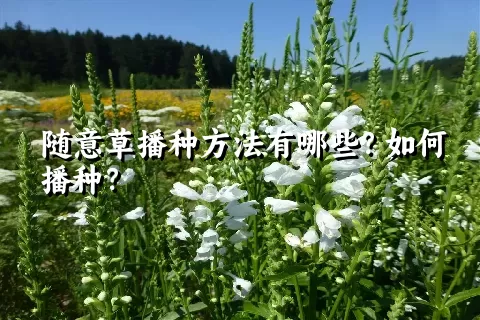 随意草播种方法有哪些？如何播种？