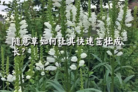 随意草如何让其快速茁壮成长？
