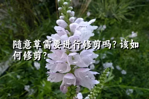 随意草需要进行修剪吗？该如何修剪？