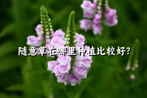 随意草在哪里种植比较好？