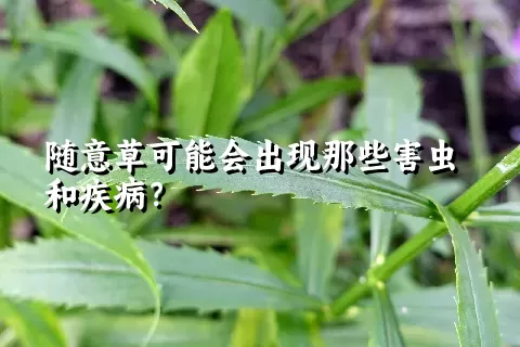 随意草可能会出现那些害虫和疾病？