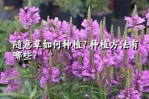随意草如何种植？种植方法有哪些？