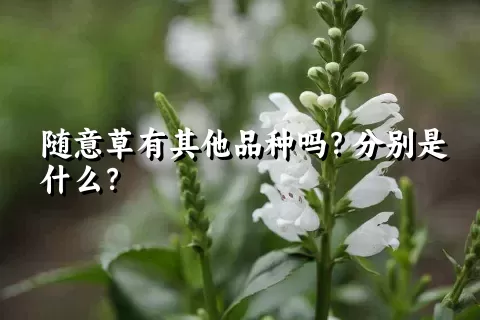 随意草有其他品种吗？分别是什么？