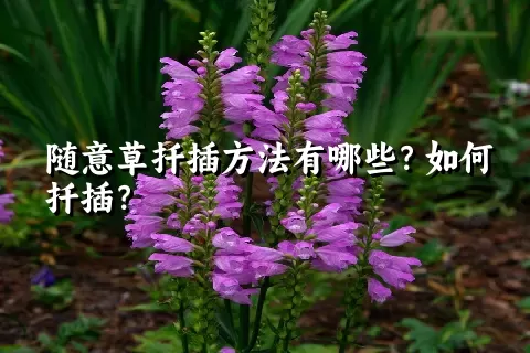 随意草扦插方法有哪些？如何扦插？