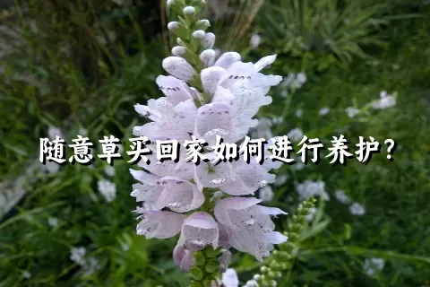 随意草买回家如何进行养护？