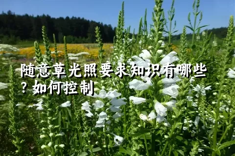 随意草光照要求知识有哪些？如何控制