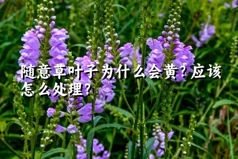 随意草叶子为什么会黄？应该怎么处理？