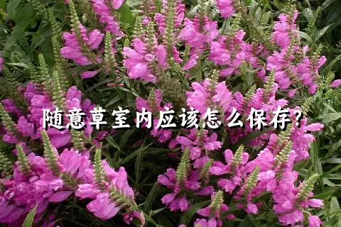 随意草室内应该怎么保存？