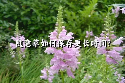 随意草如何保存更长时间？