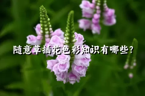 随意草插花色彩知识有哪些？