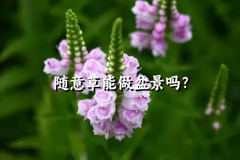 随意草能做盆景吗？
