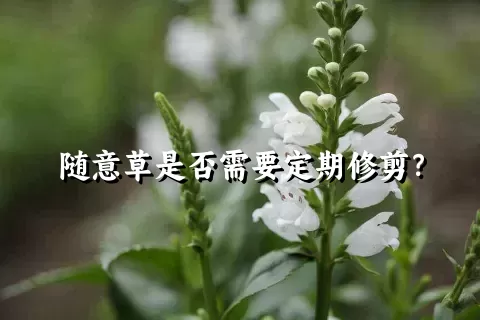 随意草是否需要定期修剪？