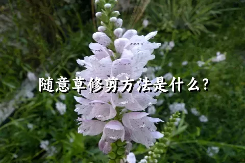 随意草修剪方法是什么？