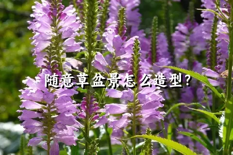 随意草盆景怎么造型？