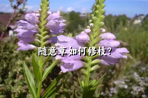 随意草如何修枝？