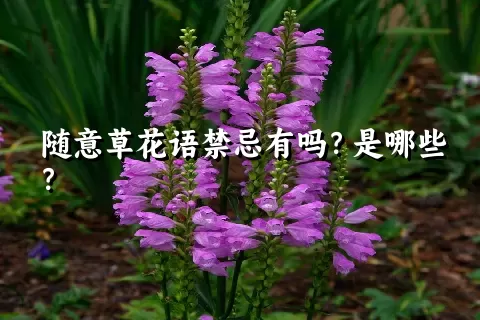 随意草花语禁忌有吗？是哪些？