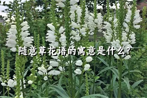 随意草花语的寓意是什么？