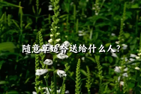 随意草适合送给什么人？