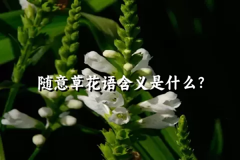 随意草花语含义是什么？