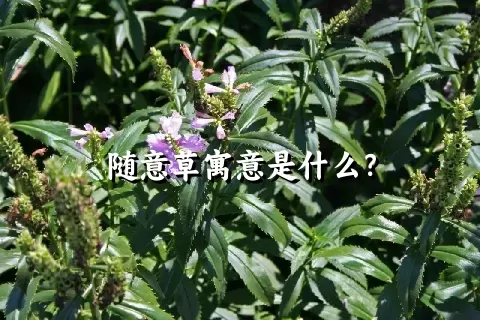 随意草寓意是什么？