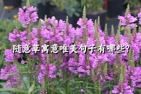 随意草寓意唯美句子有哪些？