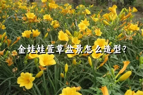 金娃娃萱草盆景怎么造型？