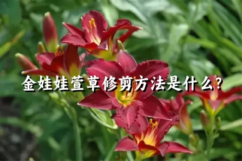 金娃娃萱草修剪方法是什么？