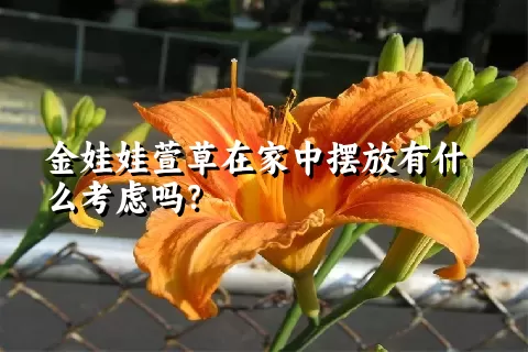 金娃娃萱草在家中摆放有什么考虑吗？
