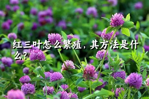 红三叶怎么繁殖，其方法是什么？